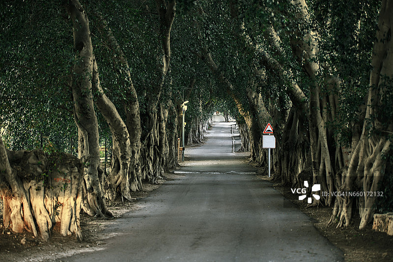 古树小路图片素材