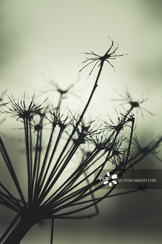 深色干燥的大叶 Heracleum sosnowskyi 花朵剪影图片素材