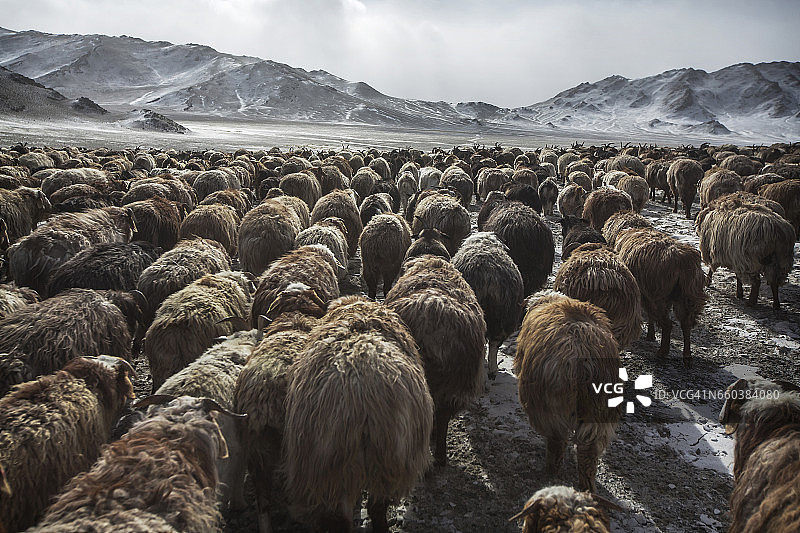 哈萨克族猎鹰人游牧迁徙图片素材