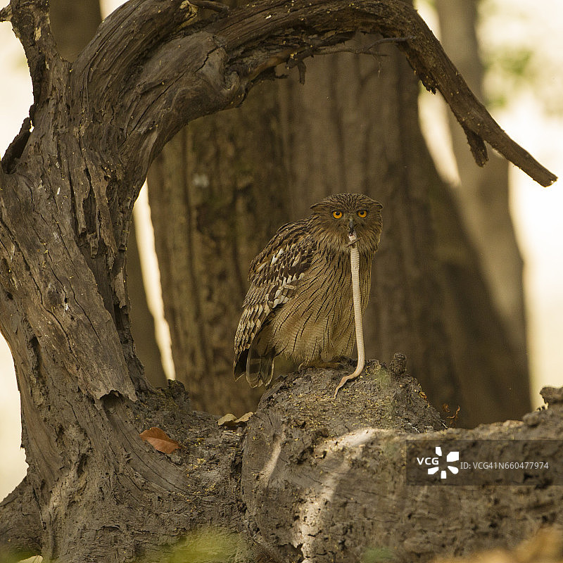 棕色渔鸮图片素材