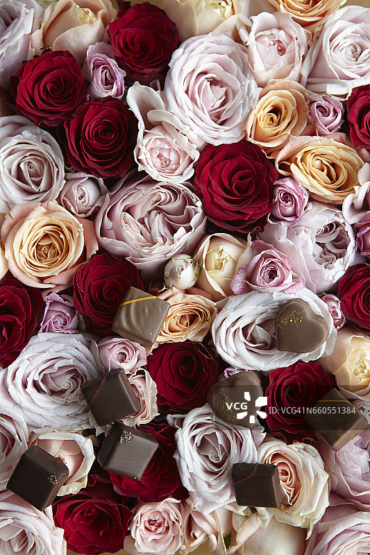 一组玫瑰图片素材