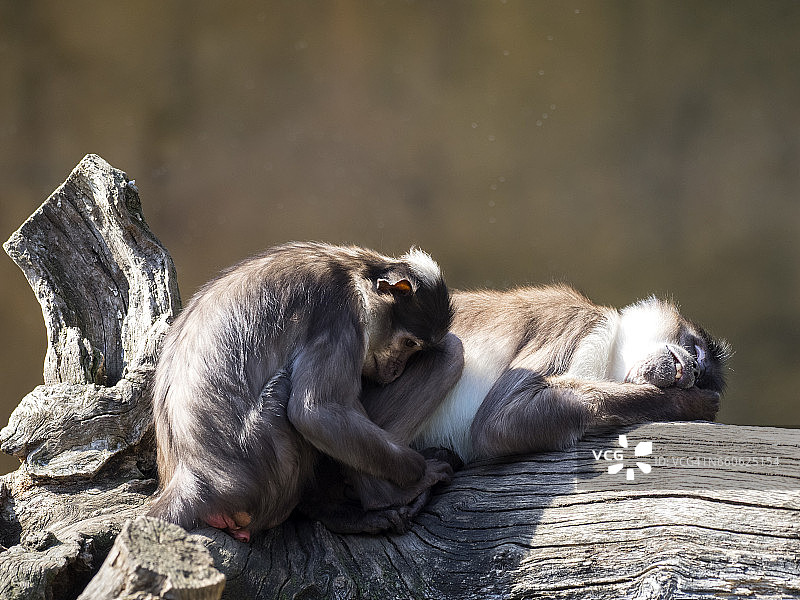白冠灰 mangabey、狒狒，雌性动物与儿子在树干上睡觉休息特写图片素材