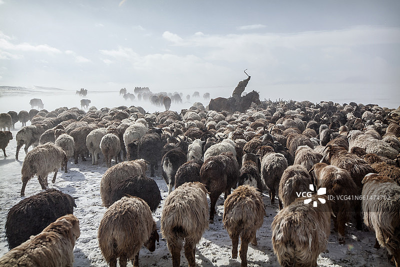 哈萨克族猎鹰人游牧迁徙图片素材