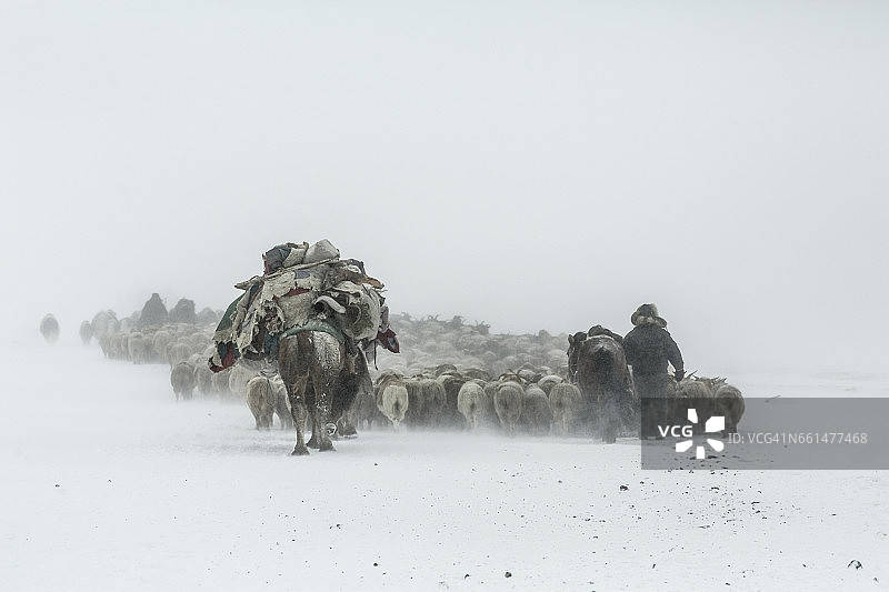 哈萨克族猎鹰人游牧迁徙图片素材