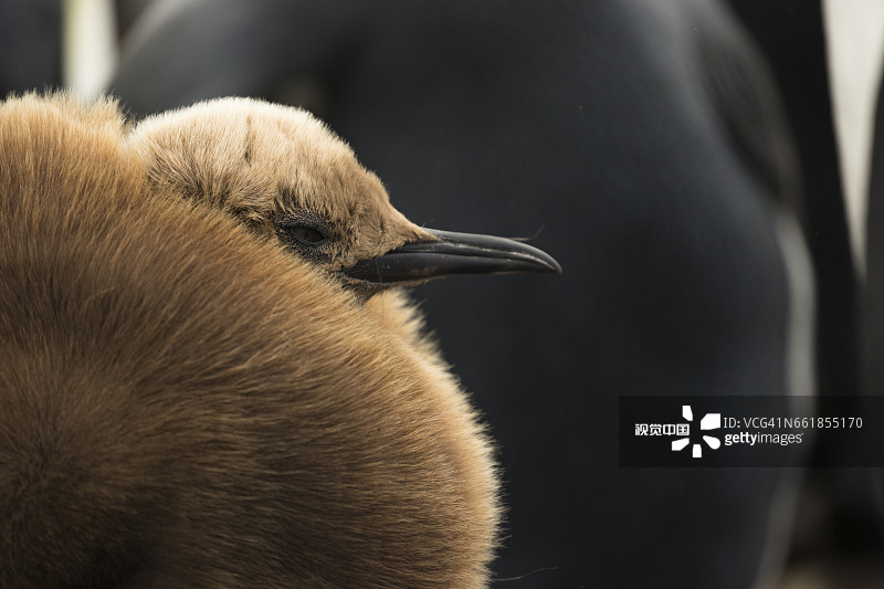 王企鹅图片素材