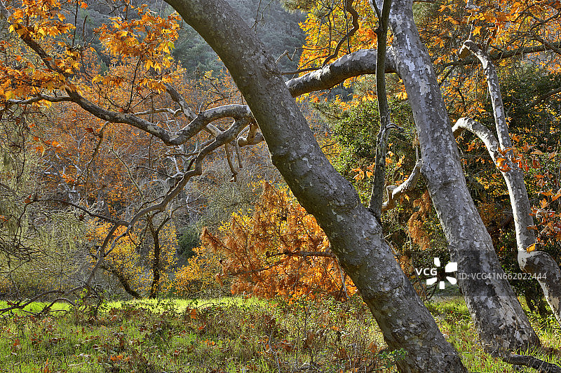 秋季的美国加州卡梅尔河谷的美国梧桐树图片素材