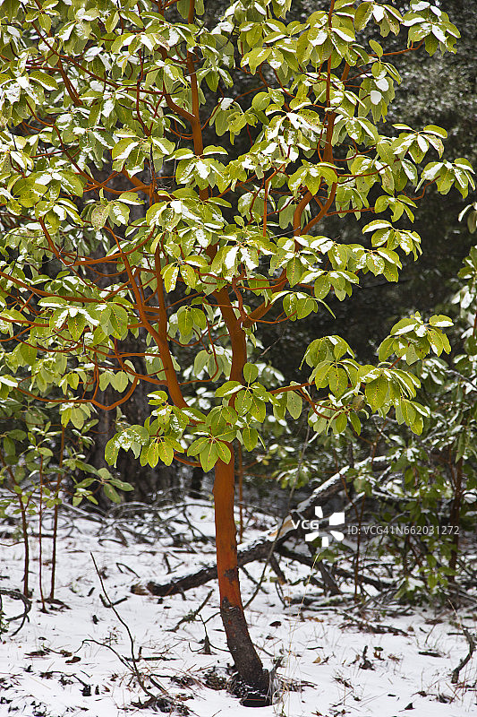 加利福尼亚洛斯帕德雷斯国家森林雪景图片素材
