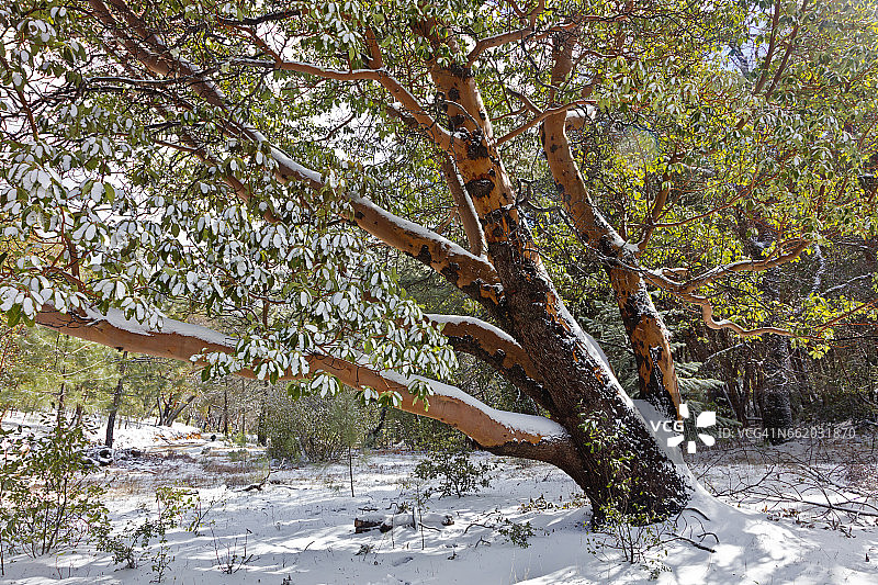 加利福尼亚洛斯帕德雷斯国家森林雪景图片素材