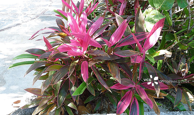 热带树篱图片素材