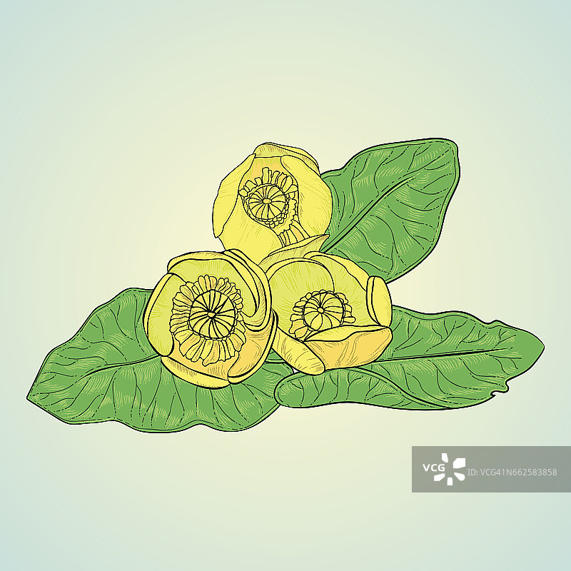 黄色的睡莲图片素材