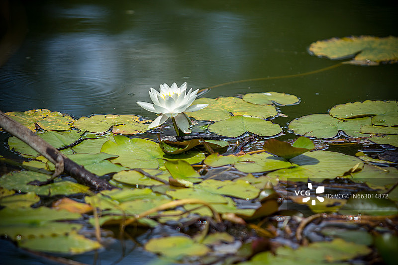 美丽的白色莲花图片素材