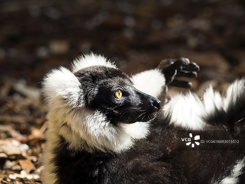 晒太阳的黑白领狐猴图片素材
