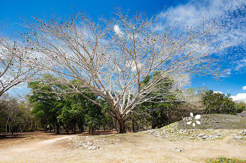 墨西哥尤卡坦半岛萨伊尔考古遗址图片素材