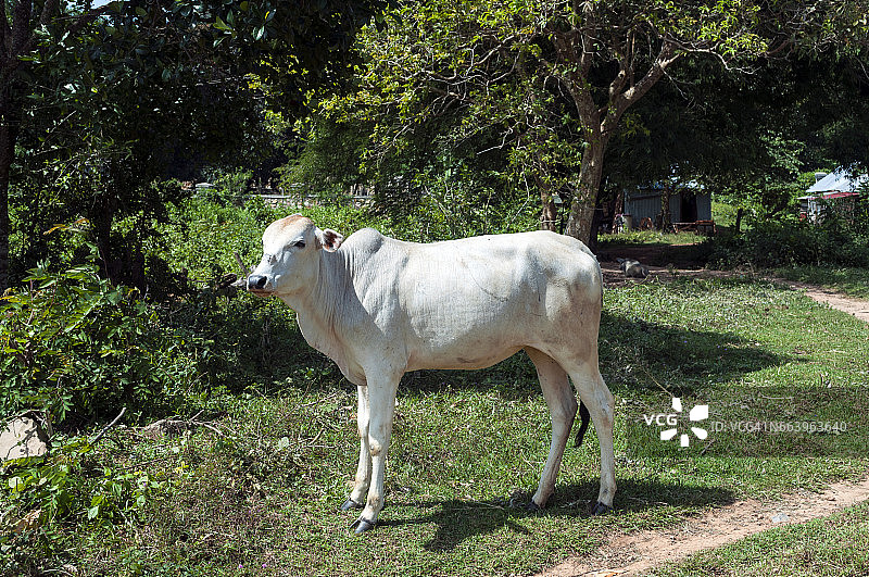 东南亚农场上的牛图片素材