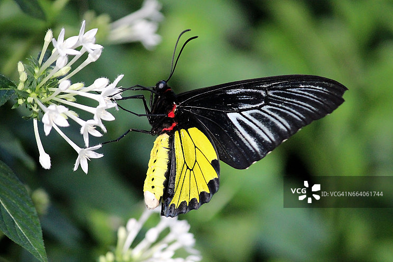 金色鸟翼蝶图片素材