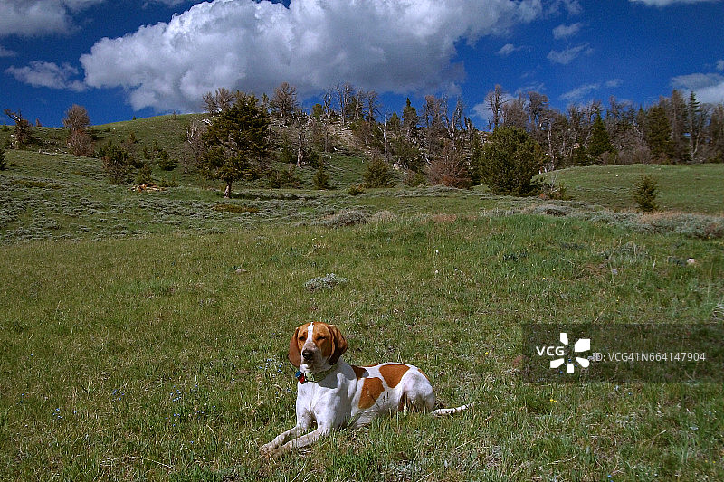 美丽的春景图片素材