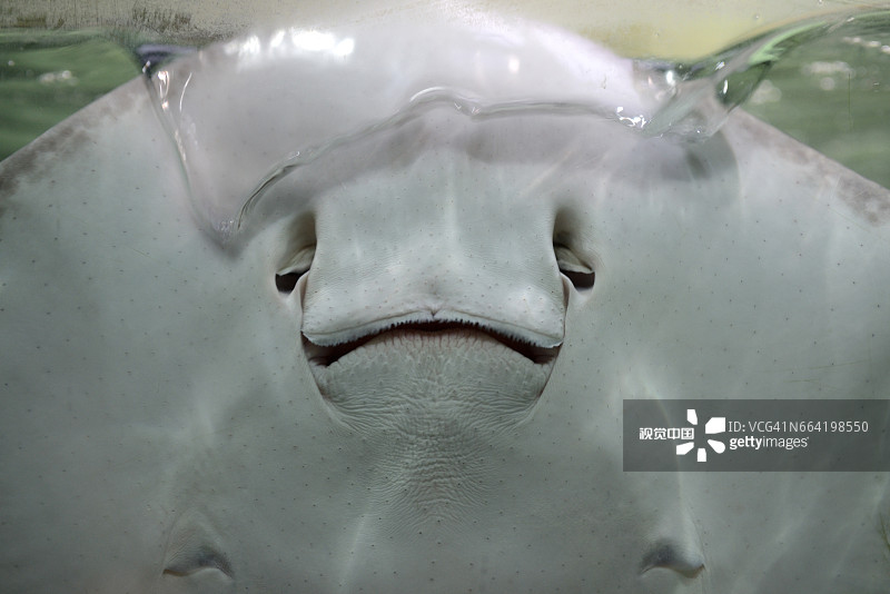 鳐鱼的嘴和鳃裂图片素材