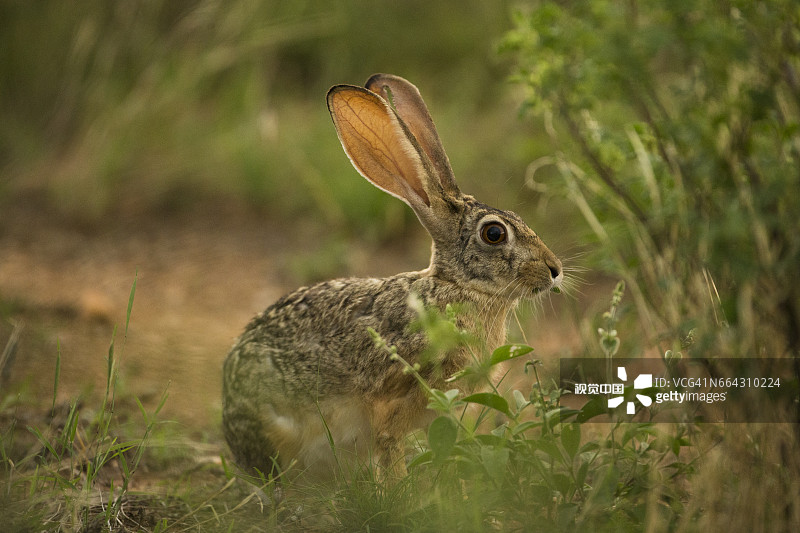 非洲或开普敦野兔图片素材