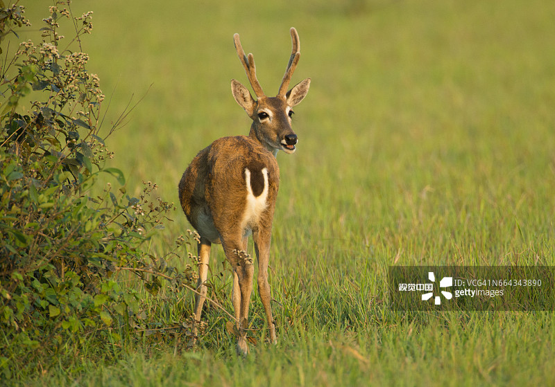 潘帕斯鹿图片素材