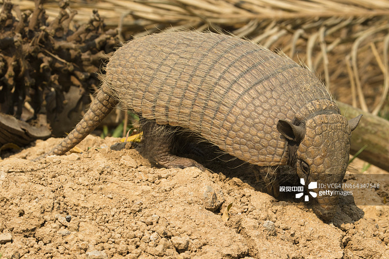 六带犰狳图片素材