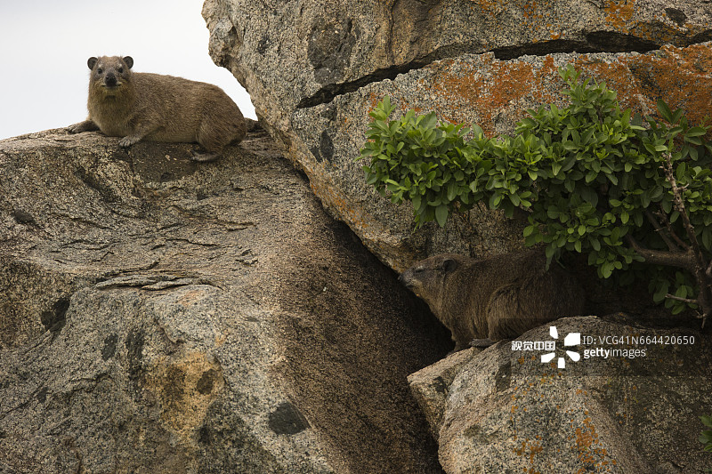 岩蹄兔图片素材