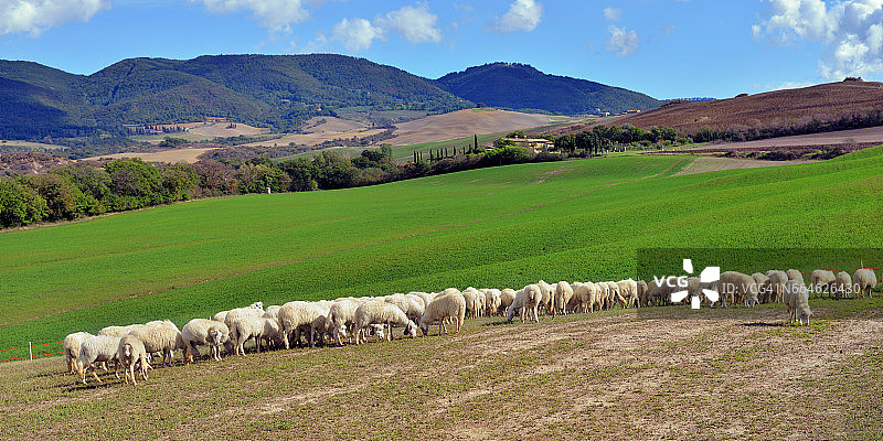 群绵羊图片素材