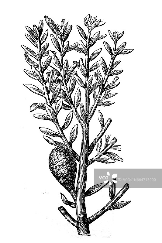 考里松（贝壳杉）图片素材