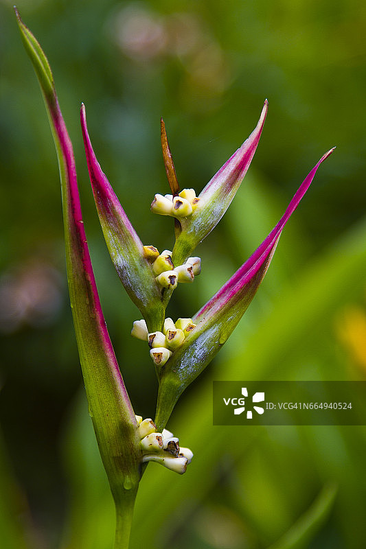 哥斯达黎加热带花卉——蝎尾蕉图片素材