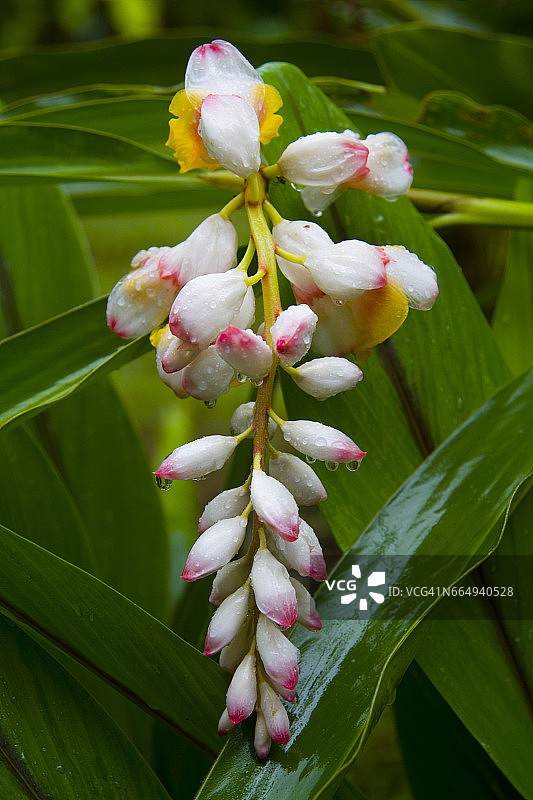 哥斯达黎加热带花卉艳山姜图片素材