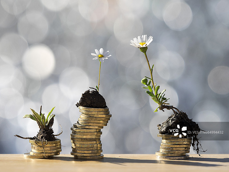 阳光下的欧元硬币与绿色植物图片素材