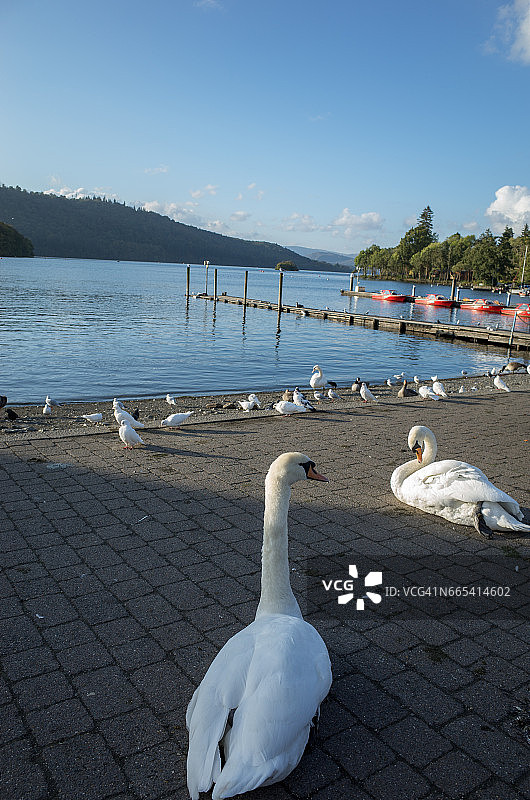 英格兰湖区温德米尔湖码头天鹅图片素材