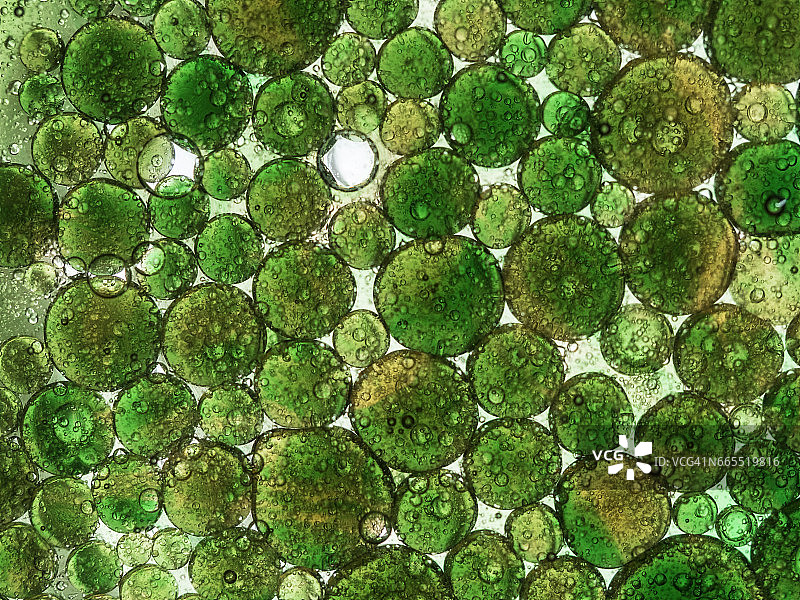 绿色背景上圆形油滴气泡纹理全景图片素材