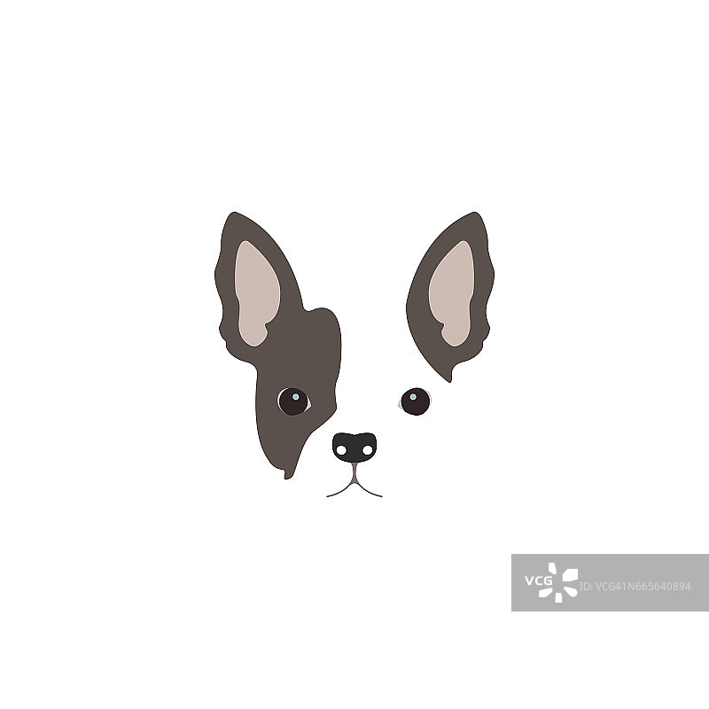 法国斗牛犬头部特写图片素材