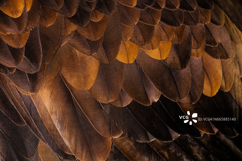 金雕的羽毛图片素材