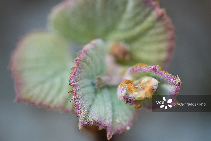 葡萄藤生长图片素材