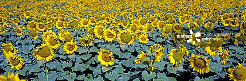 向日葵田图片素材