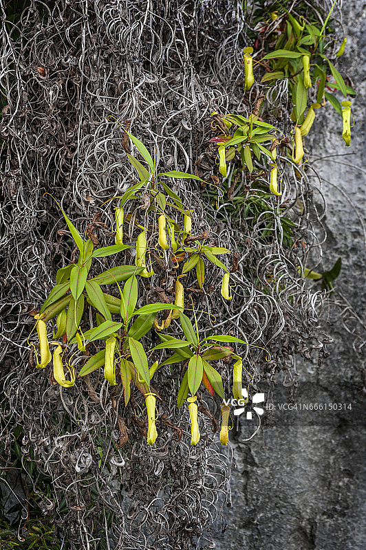 猪笼草图片素材