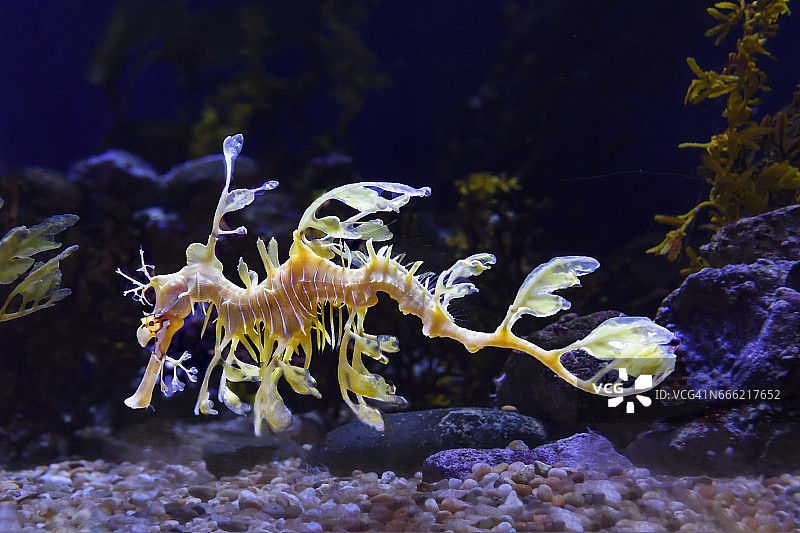 叶海龙图片素材