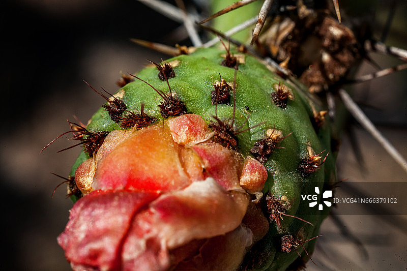 微距镜头下的仙人掌果（胭脂仙人掌）花图片素材