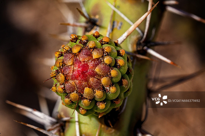 微距镜头下的仙人掌果（胭脂仙人掌）花图片素材
