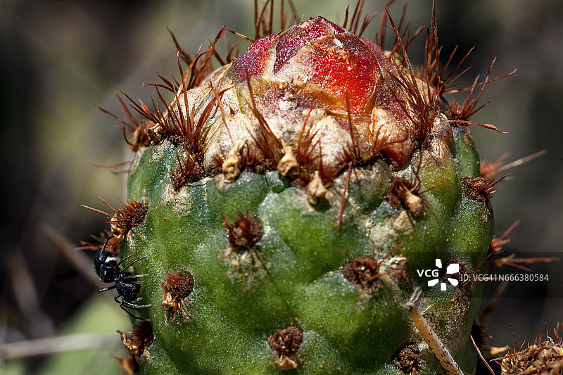 仙人掌果（胭脂树）微距花朵与蚂蚁图片素材