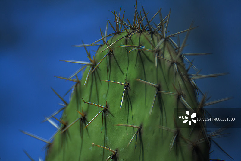 仙人掌图片素材