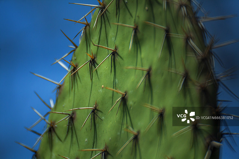 仙人掌图片素材