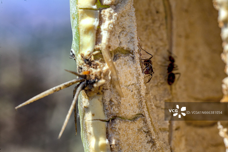 带蚂蚁的仙人掌果图片素材