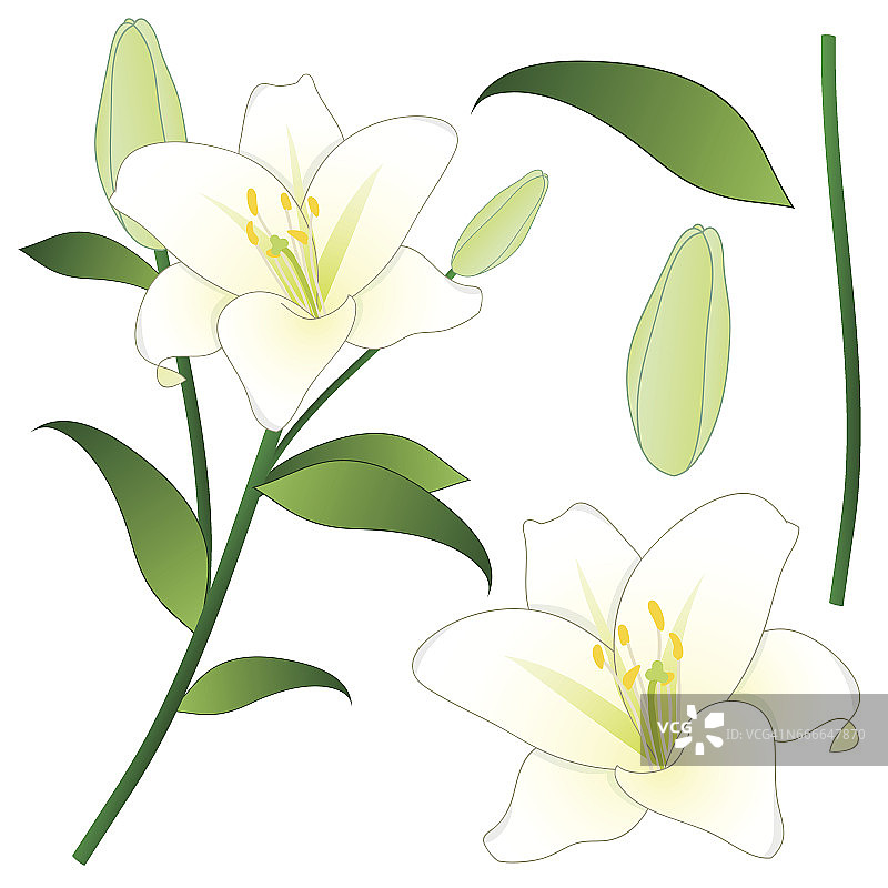 圣母百合，意大利国花，矢量图图片素材