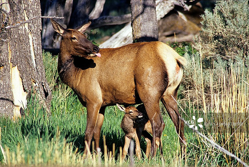 麋鹿与幼崽图片素材