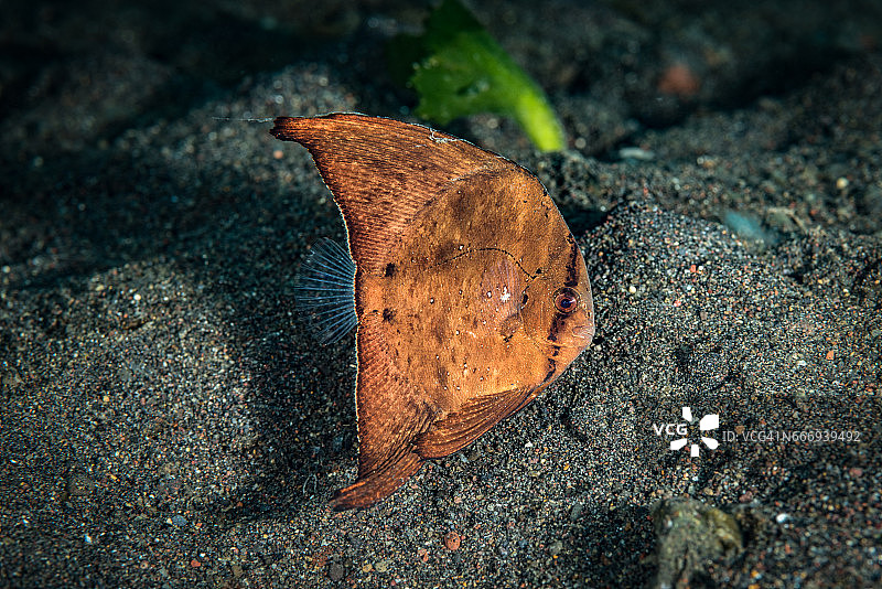 圆 燕鱼幼鱼图片素材