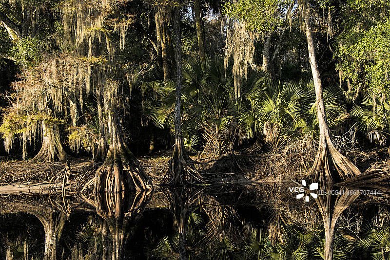 佛罗里达州的柏树林图片素材