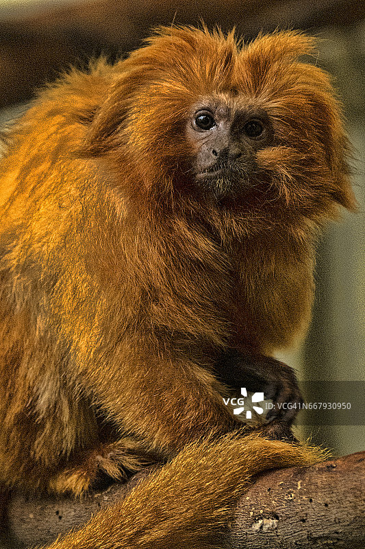 金狮面狨图片素材
