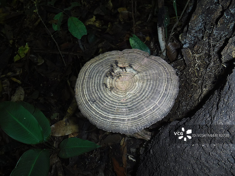 亚马逊的奇异真菌图片素材